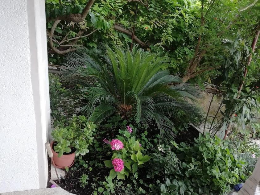 Apartmani Miki Podgora Exteriér fotografie